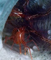 Two Peppermint Shrimp housed in a sponge. by Larissa Roorda 